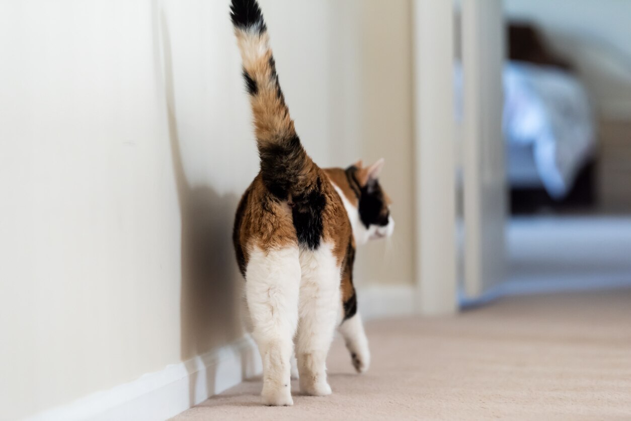 Rectal Prolapse in Cats | PetMD